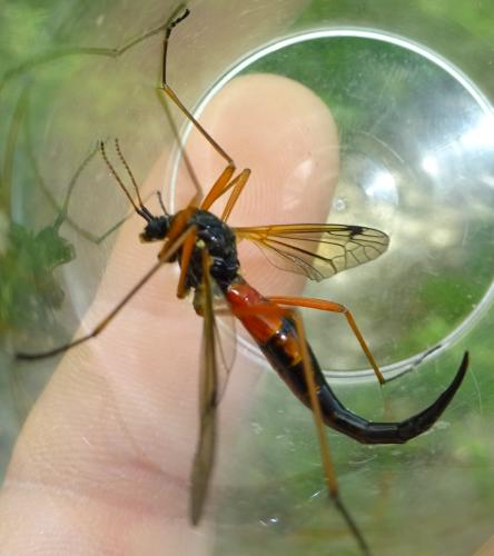 Tanyptera atrata